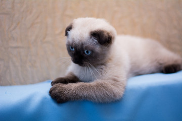 kitten cat scottish straight, lop-eared fluffy, animal tree autumn
