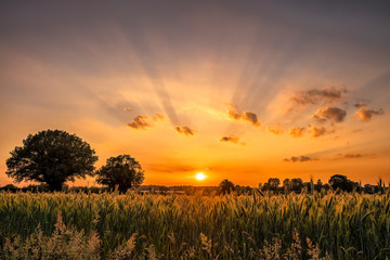 Crop Field Sunset