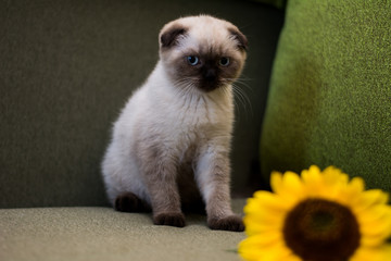 kitten cat scottish straight, lop-eared fluffy, animal tree autumn