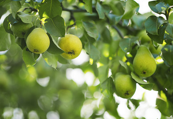 ripened pears on a green tree in the garden