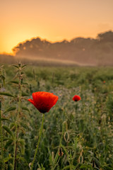 Poppy at Sunrise
