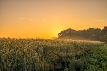 Sunrise on a Crop Field