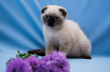 kitten cat scottish straight, lop-eared fluffy, animal tree autumn