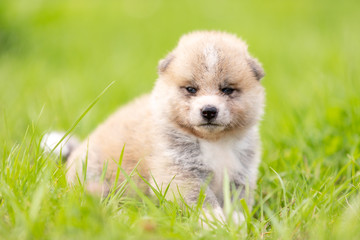 Red japanese akita puppy walks outdoor at park © svetlanistaya