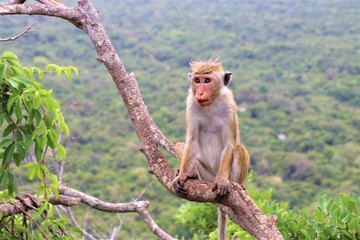 Fototapeta premium Wild monkey at Sigiriya rock in Sri Lanka