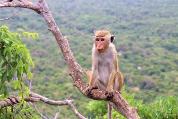 Wild monkey at Sigiriya rock in Sri Lanka