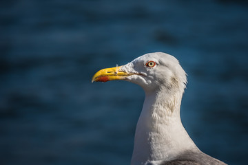 Perfil de gaviota