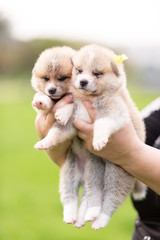 Red japanese akita puppies walks outdoor at park