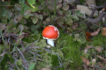Fliegenpilz