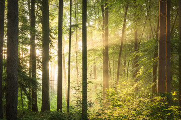 Wald im Licht
