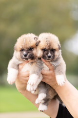 Red japanese akita puppies walks outdoor at park