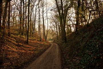 Fototapeta premium fall wood