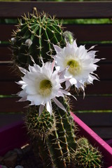Kwitnący echinopsis