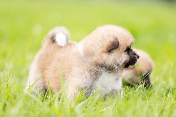 Red japanese akita puppies walks outdoor at park