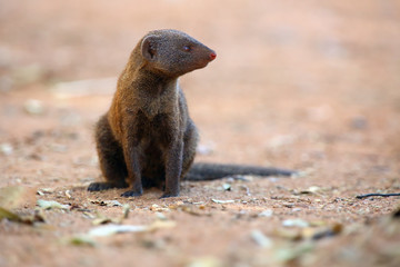 The common dwarf mongoose (Helogale parvula), sometimes just called the dwarf mongoose sitting on...
