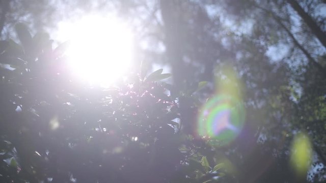 Purple rhododendrons bloom in the summer garden in the sun