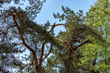 unusual shape of coniferous trees