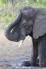 elephant in africa in a group