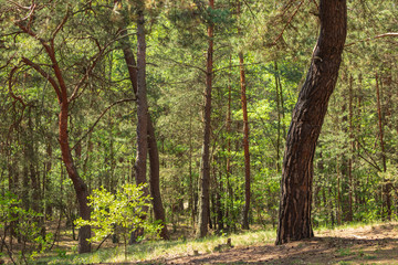 beautiful forest in the south of Poland