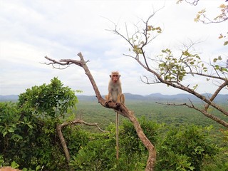 Wild monkey at Sigiriya rock in Sri Lanka