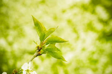 ecology, young branch