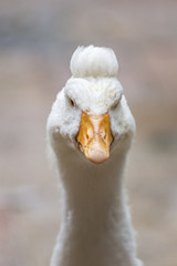Close up portrait of white goose with funny hairstyle