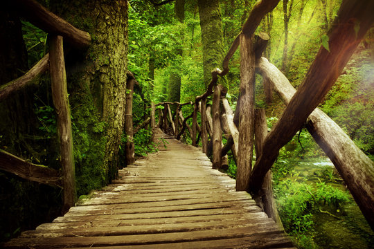 mysterious bridge in the forest