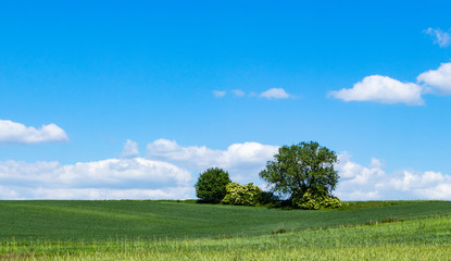 lonely thickets among cultivated fields in the south of Poland