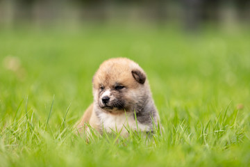 Red japanese akita puppy walks outdoor at park