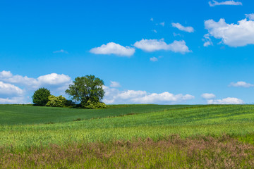 Obraz premium lonely thickets among cultivated fields in the south of Poland