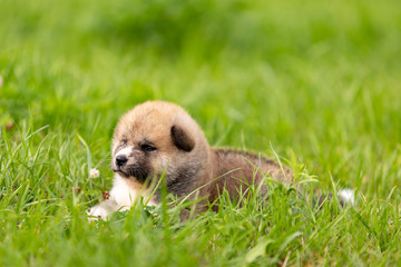 Red japanese akita puppy walks outdoor at park