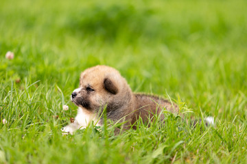 Red japanese akita puppy walks outdoor at park