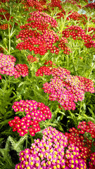 Bunch of little red flowers