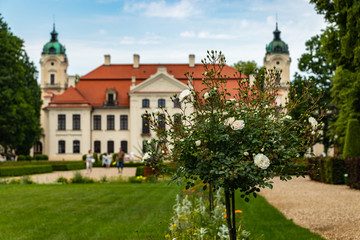 white roses against the background of the palace in Kozlowka