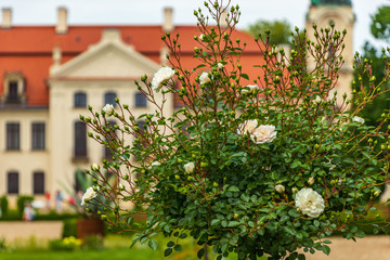 Fototapeta na wymiar white roses against the background of the palace in Kozłówka