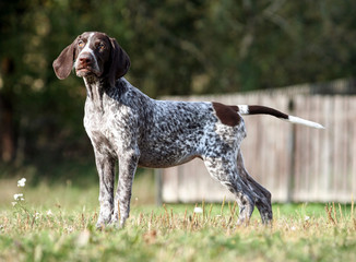 german shorthaired pointer, german kurtshaar one brown spotted puppy standing on a green grass on the field, a small cute dog, full length photo, stretched out gracefully, tensed, background trees 