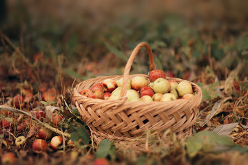 Apples Freshly Picked from the Orchard Gathered in a Basket