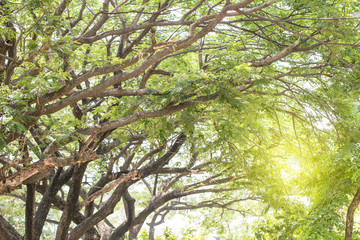 Under shade of giant tree from bottom view. can be use to natural background, wallpaper, template, screensaver. beautiful plant tree.