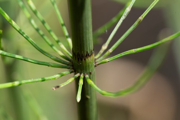 Water plant