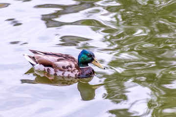 Wild duck on water