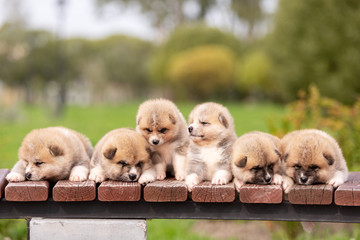 Red japanese akita puppies walks outdoor at park © svetlanistaya