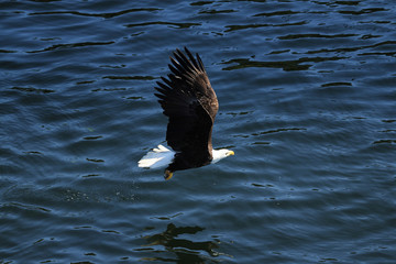 Eagle