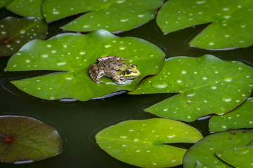A frog Rana ridibunda sits in a pond on the green leaf of the water lily and looks into the camera. Natural habitat and nature concept for design.