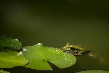 A frog Rana ridibunda sits in a pond. It leans against the leaf of the water-lily. Natural habitat and nature concept for design. Place for your text.