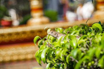 Beautiful small lizard on the tree