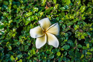 Plumeria white flower on the tree