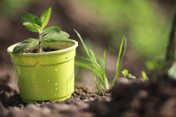 Small sprout for landing in the ground in hands
