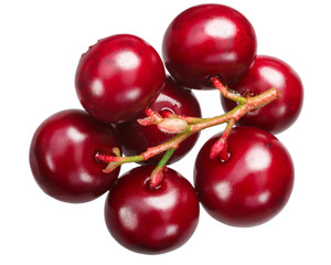 Lingonberry vaccinium vitis-idaea, cluster, paths