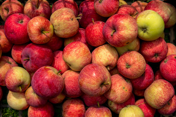  red apples from ecological cultivation
