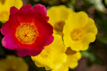 Red and Yellow Flowers